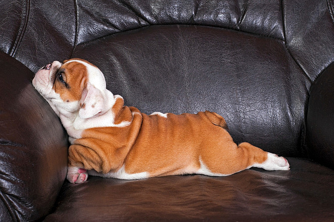 Zärtlicher Charme und liebevolle englische Bulldogge zur Adoption. Шверин - изображение 1